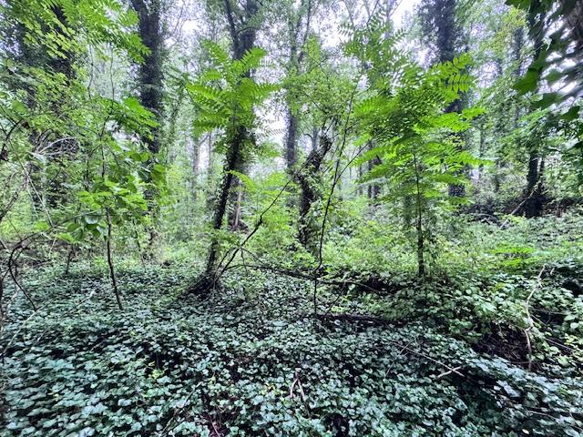 Flat Rock Forest Lots - Image# 5