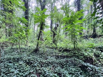 Flat Rock Forest Lots - Image# 5