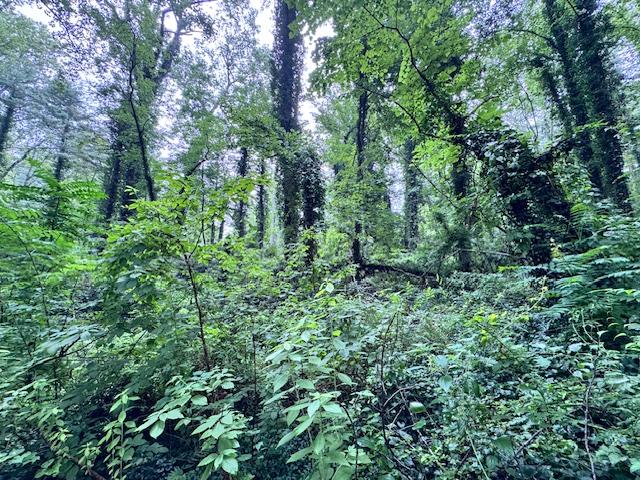 Flat Rock Forest Lots - Image# 8