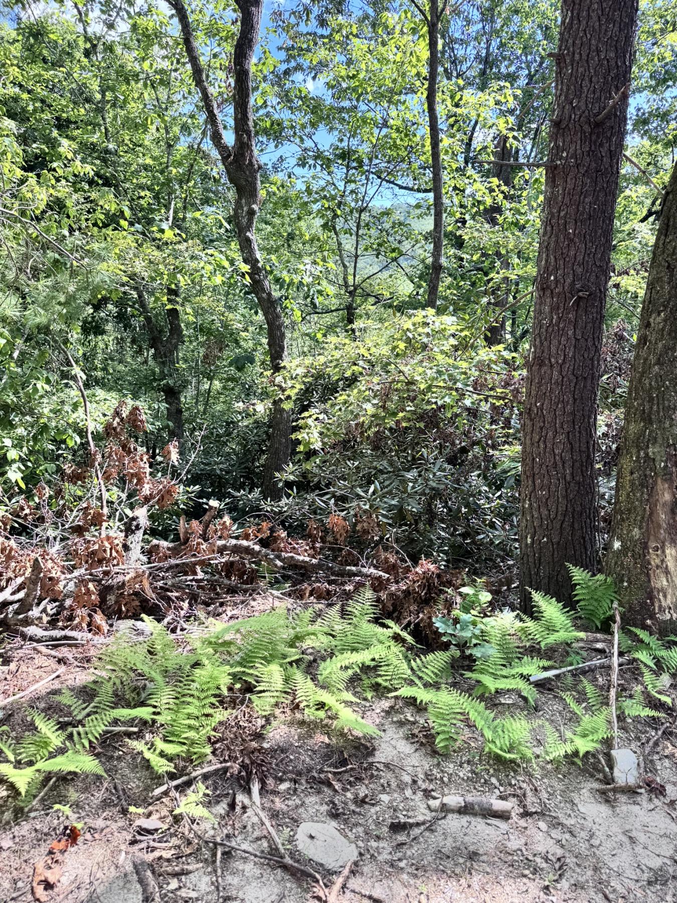 Edneyville 10 Acres - Image# 10