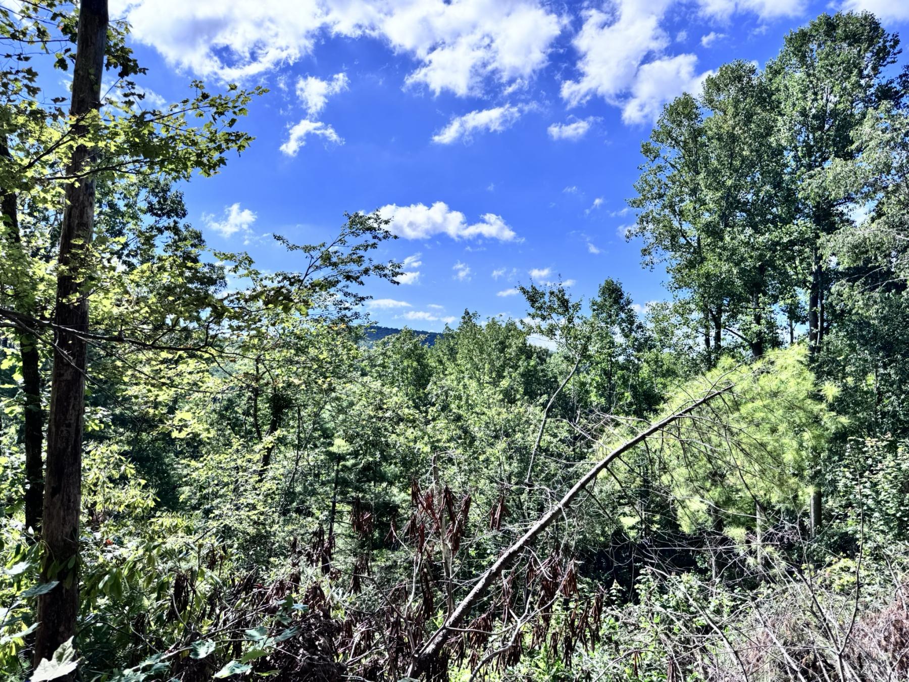 Edneyville 10 Acres - Image# 11