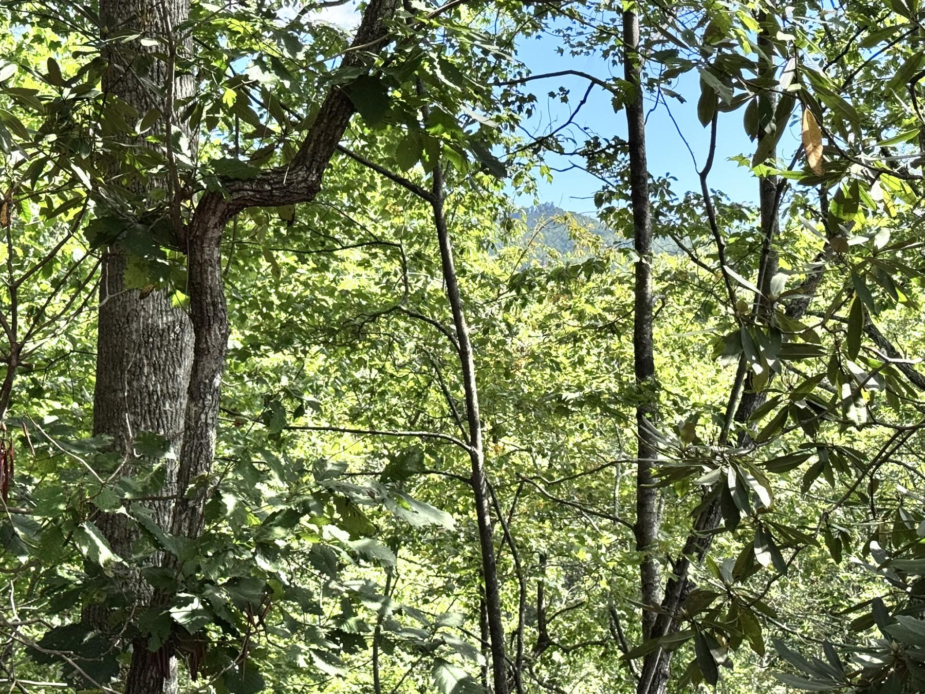 Edneyville 10 Acres - Image# 13