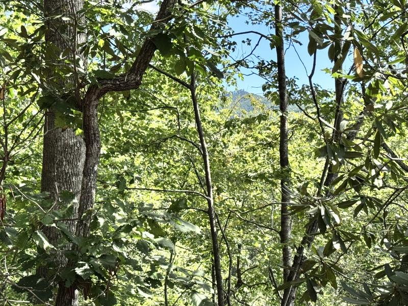 Edneyville 10 Acres - Image# 13