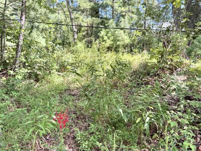 Edneyville 10 Acres - Image# 5