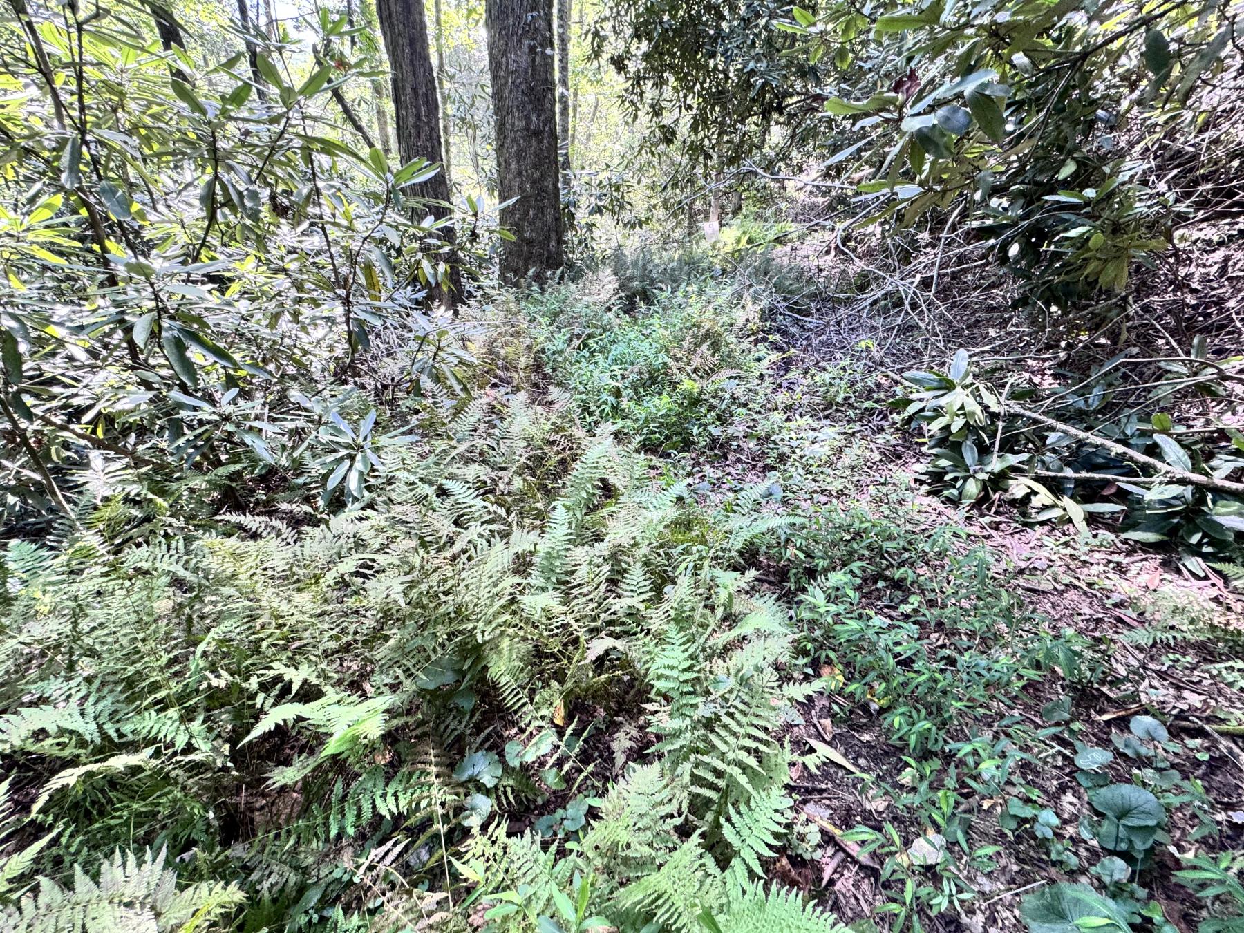 Edneyville 10 Acres - Image# 4