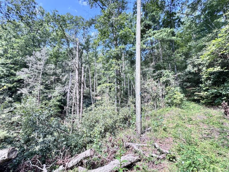 Edneyville 10 Acres - Image# 16