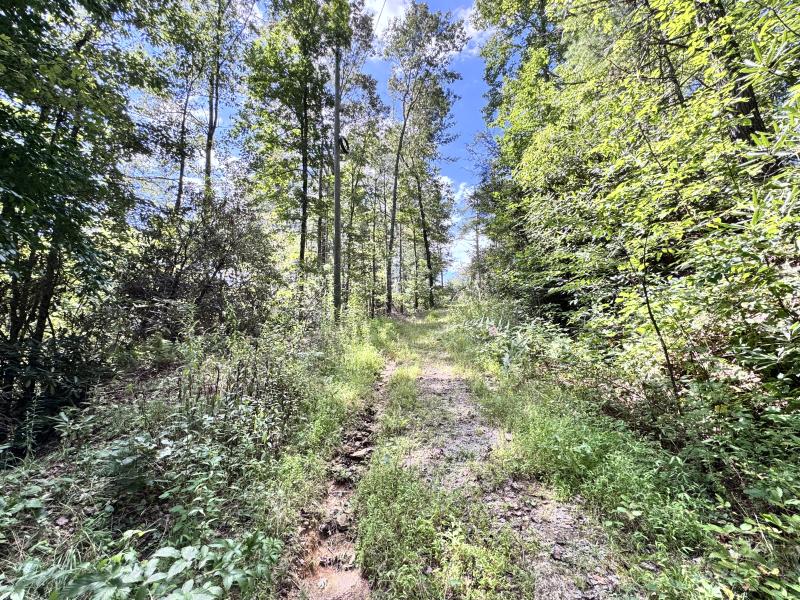 Edneyville 10 Acres - Image# 3