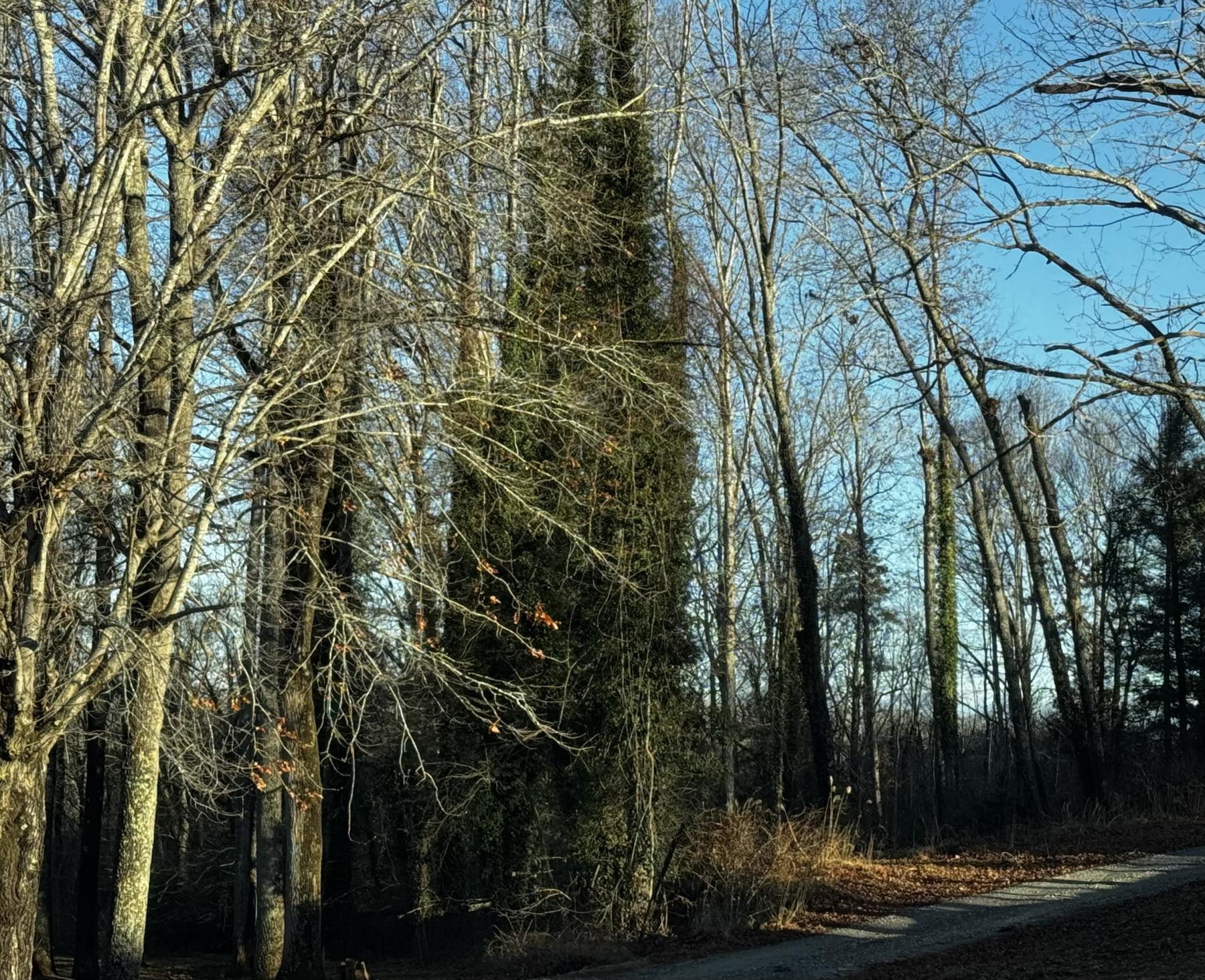 Fletcher Land- Westview - Image# 17