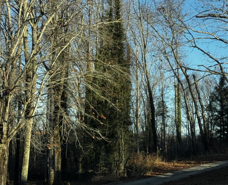 Fletcher Land- Westview - Image# 17