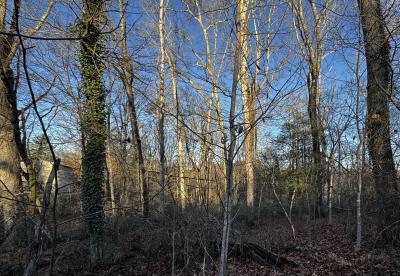 Fletcher Land- Westview - Image# 15