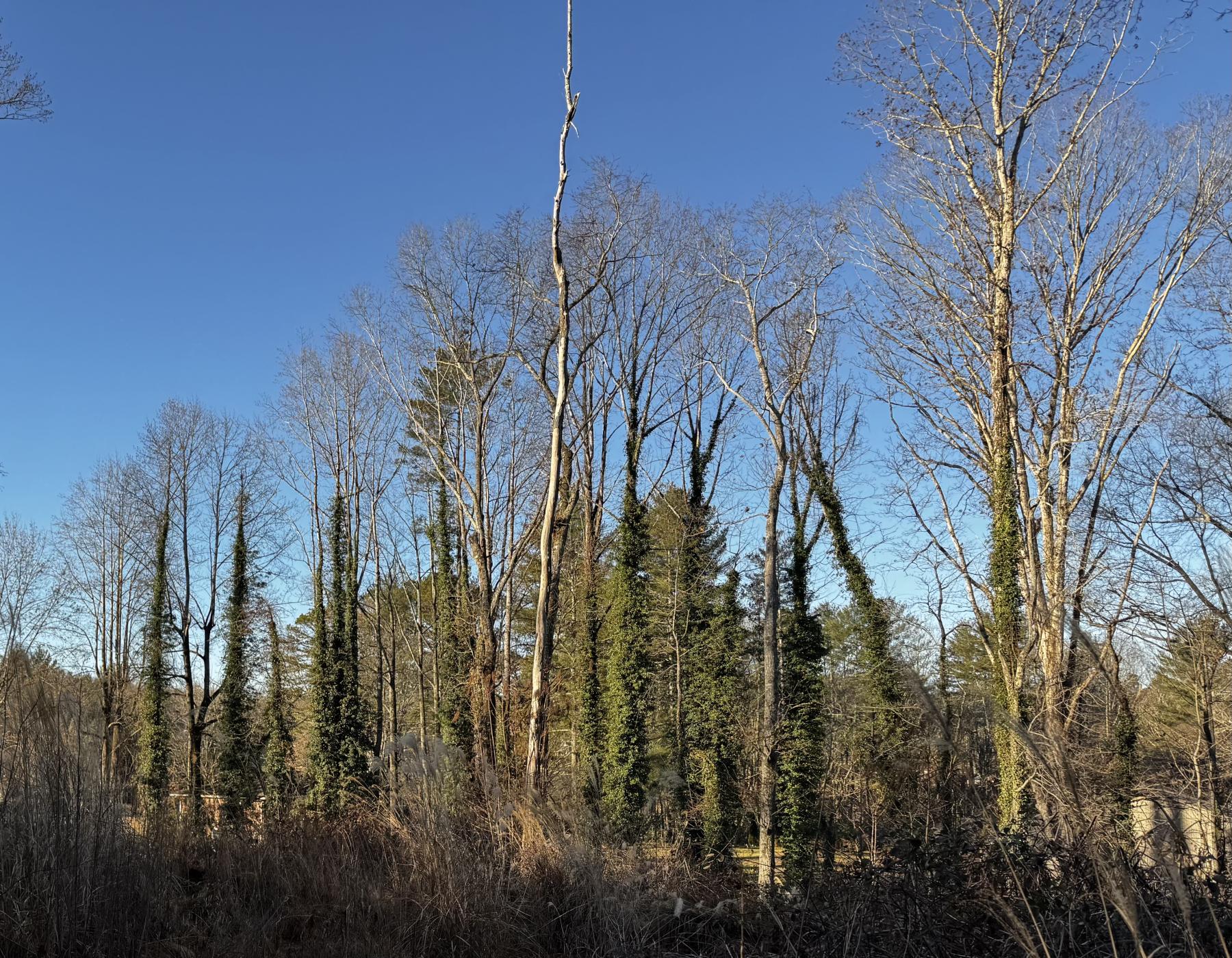 Fletcher Land- Westview - Image# 13