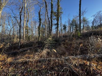 Fletcher Land- Westview - Image# 8