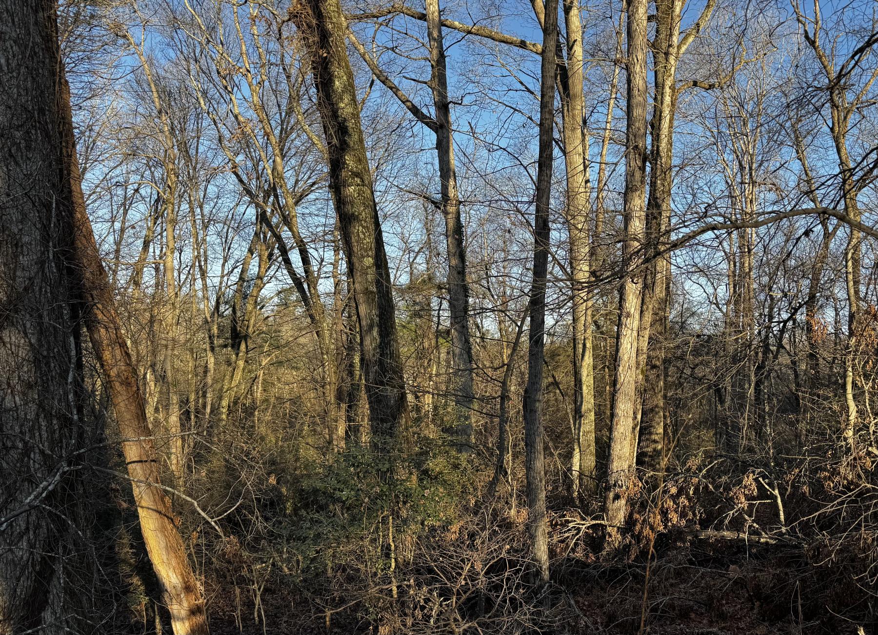 Fletcher Land- Westview - Image# 6