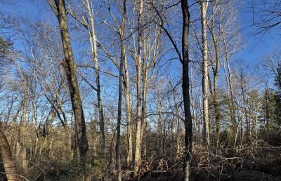 Fletcher Land- Westview - Image# 5