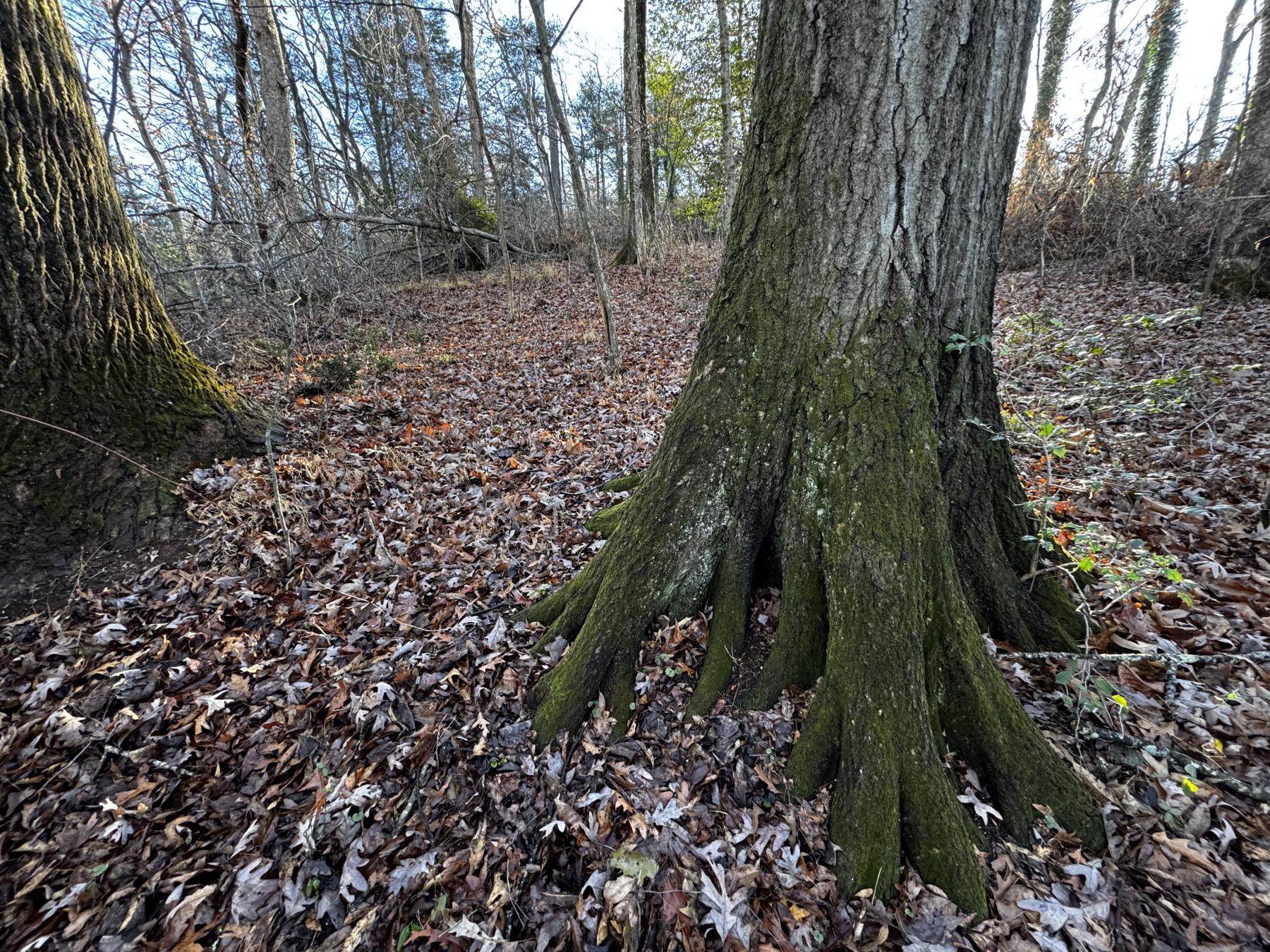 Fletcher Land- Westview - Image# 4