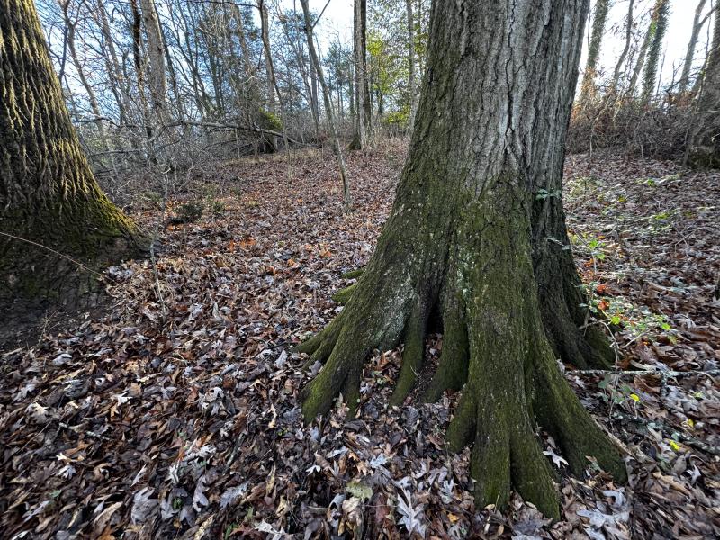 Fletcher Land- Westview - Image# 4