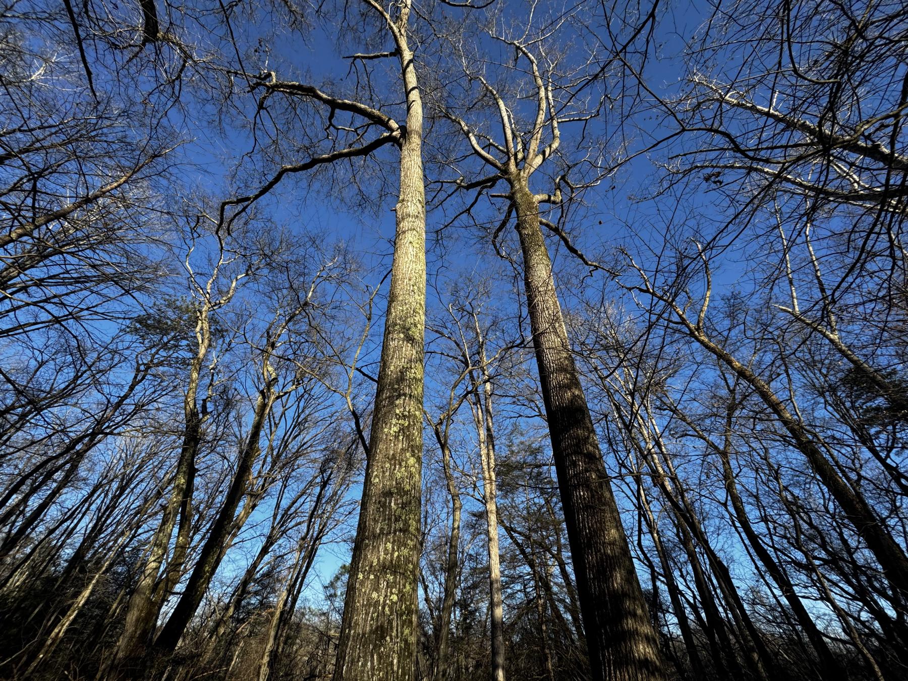 Fletcher Land- Westview - Image# 3