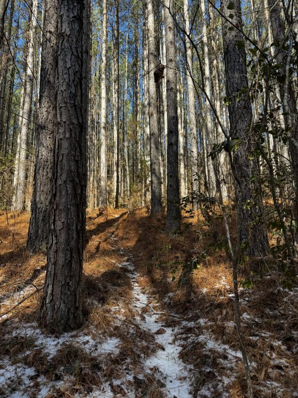 170 Acres WNC - Image# 11