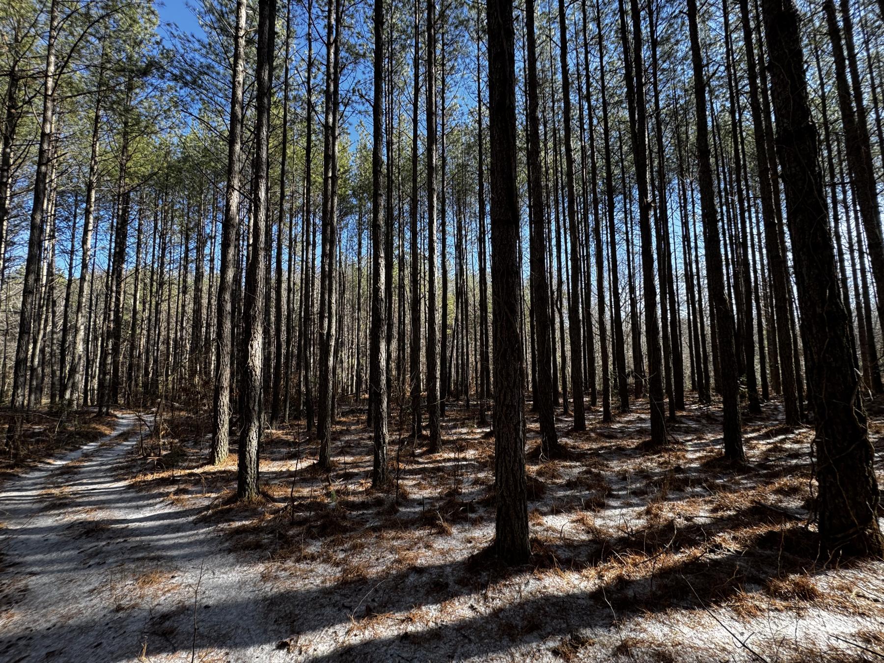 170 Acres WNC - Image# 13