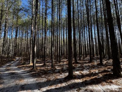 170 Acres WNC - Image# 13