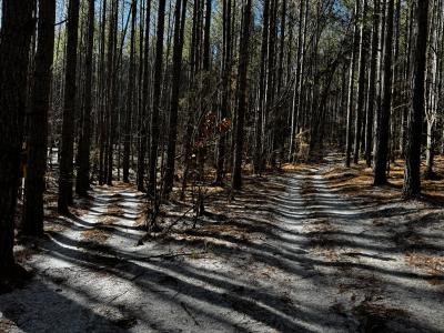 170 Acres WNC - Image# 14