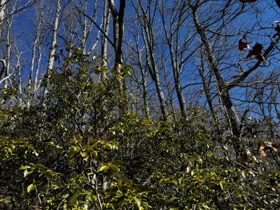 Laurel Ridge Lot - Image# 12