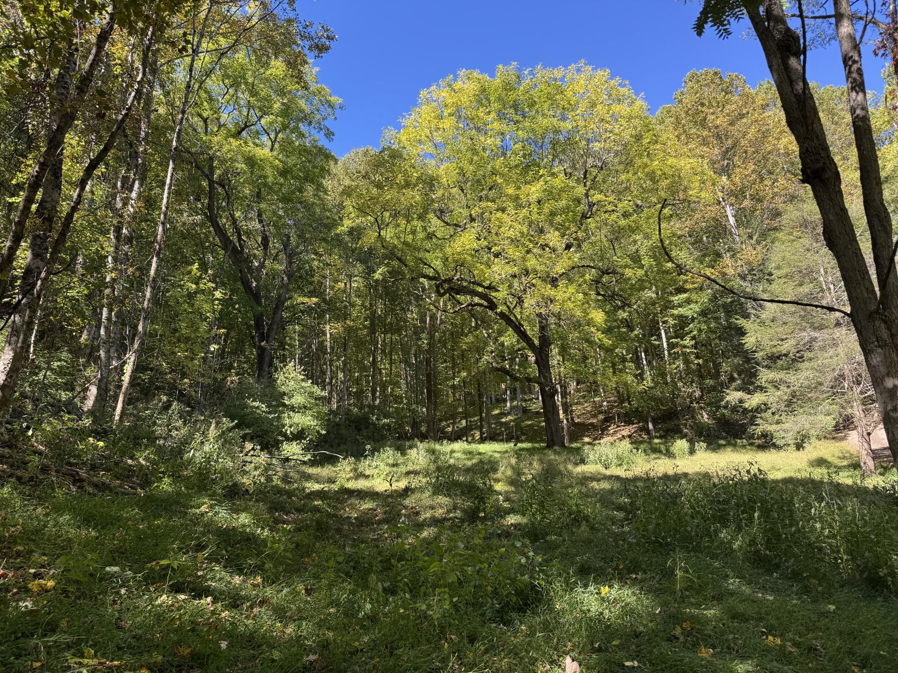 Waynesville LOT - Image# 1