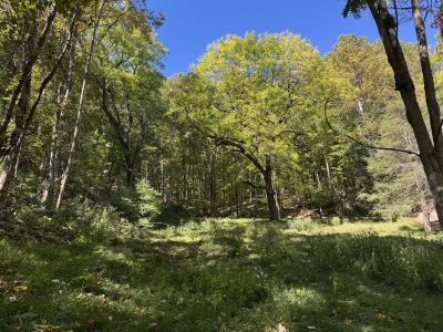 Waynesville LOT - Image# 1