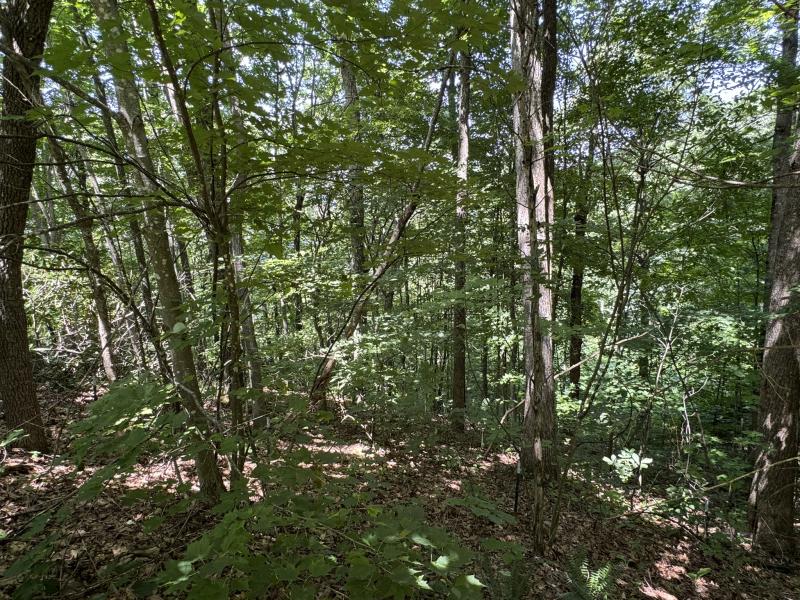 High Hickory Lot - Image# 13