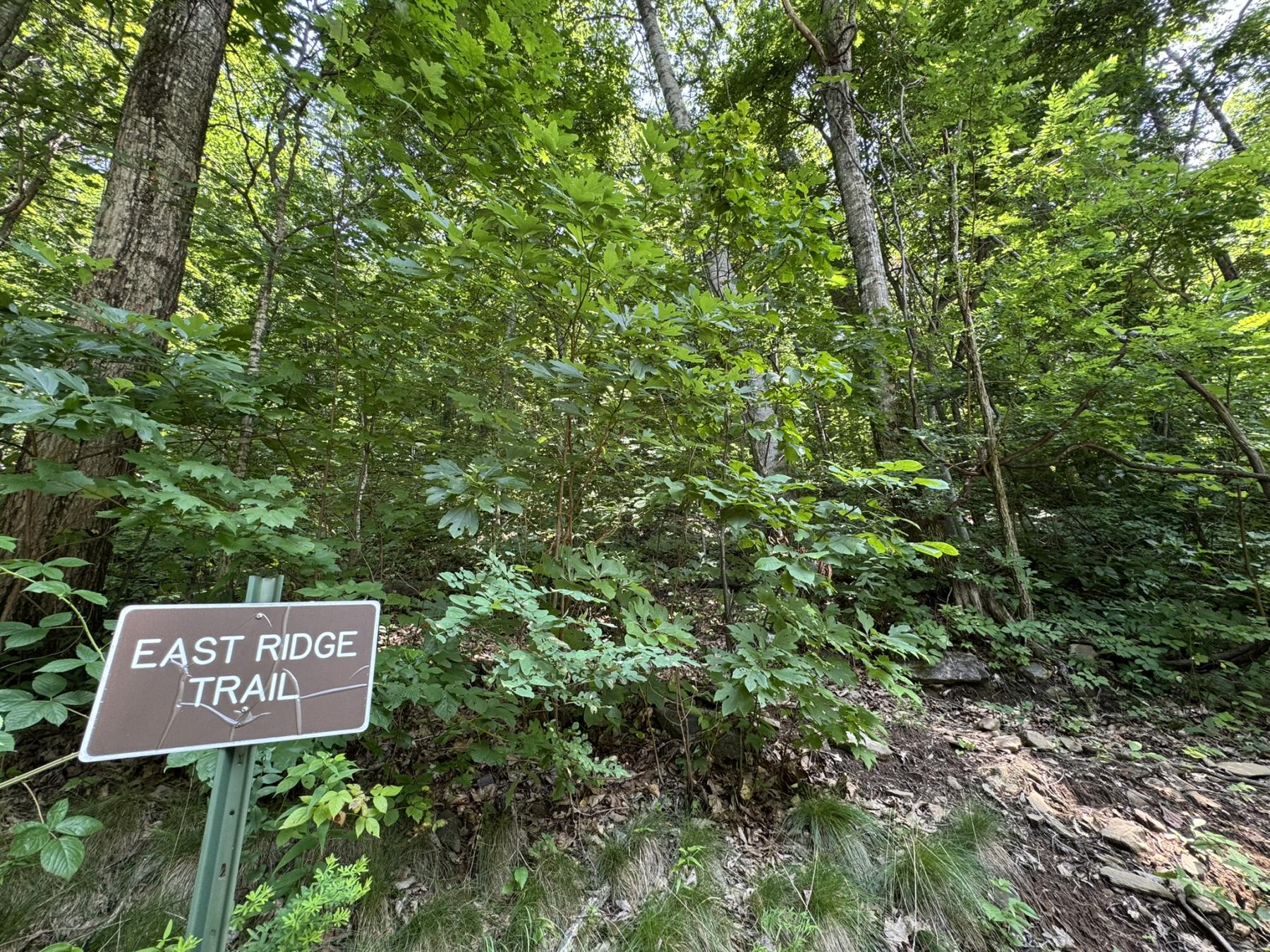 High Hickory Lot - community trails